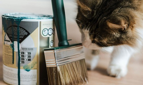 Embracing Sustainability: Go for eco-Friendly Water-Based Paints